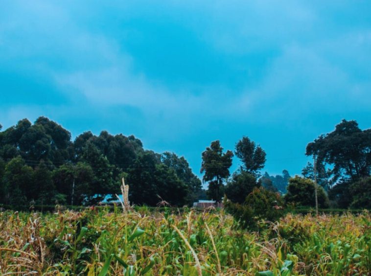 Golden-acres-estate-in-limuru