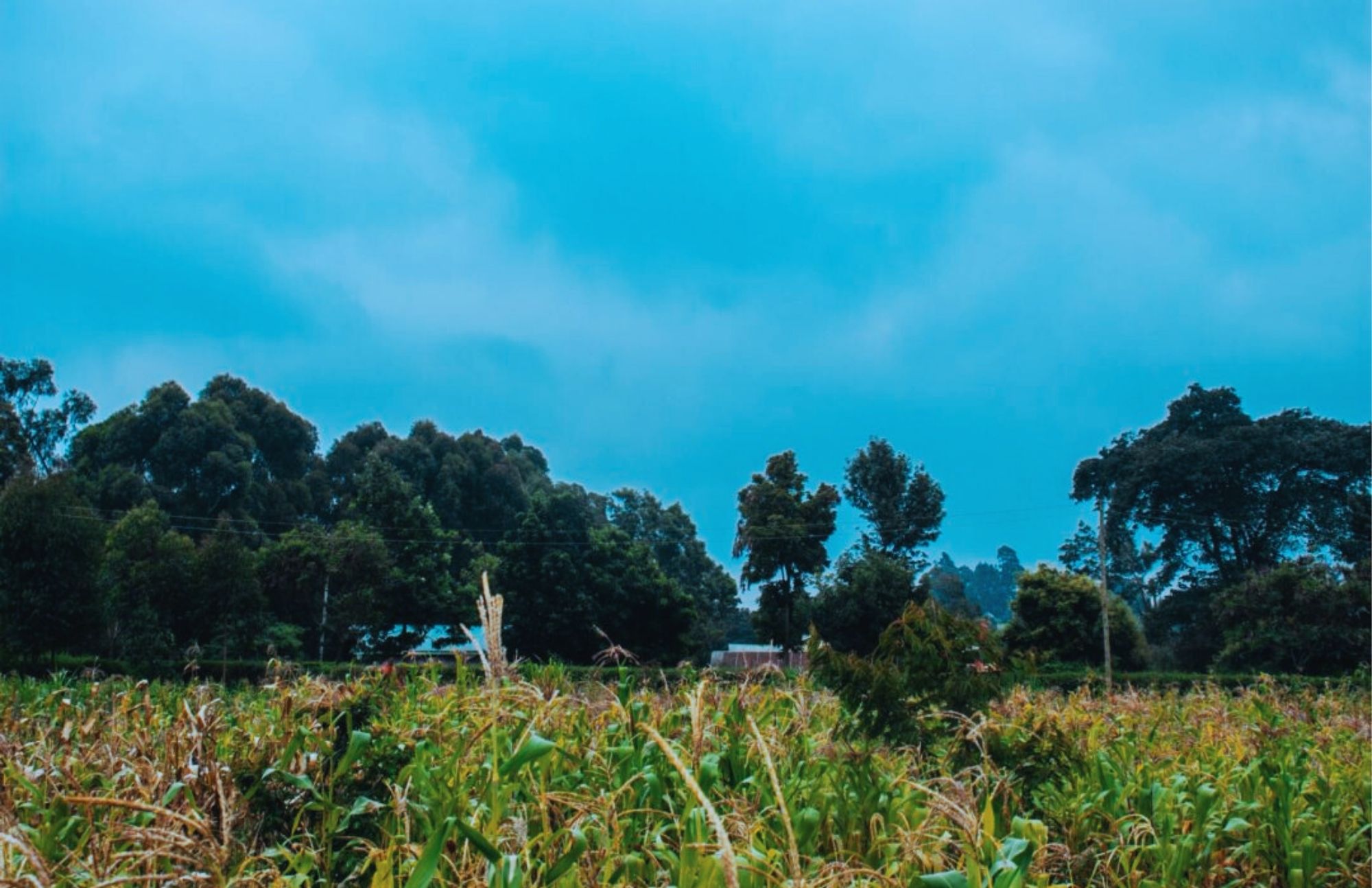 Golden-acres-estate-in-limuru