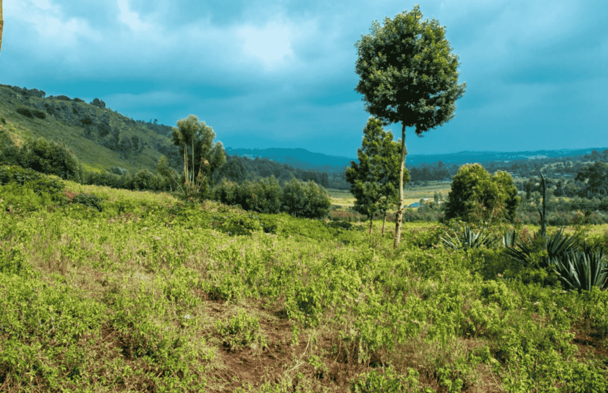 prime-plots-in-ndeya-at hekime-date